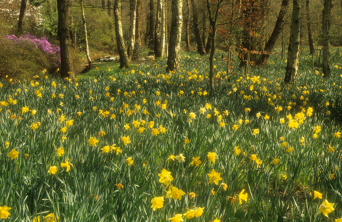 Surrey Woods/Spring - Daffodil Glade, Bushy Park